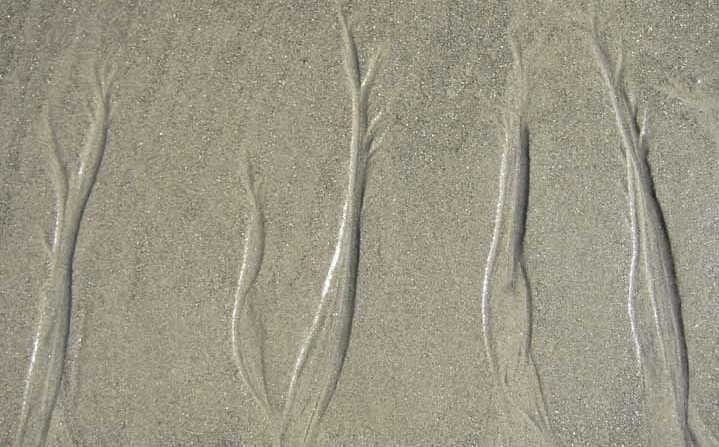 Beach Trees