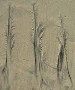 Beach trees