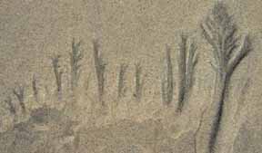 Beach trees