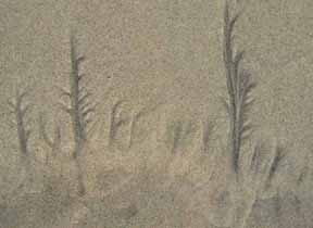 Beach trees