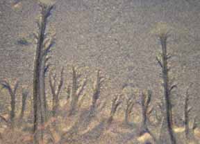 Beach trees