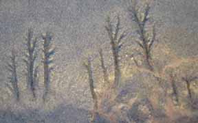 Beach trees