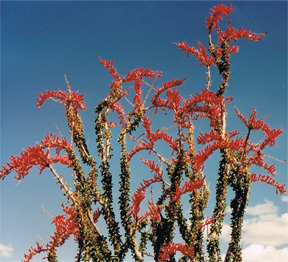 Ocatillo