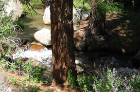 Lower Rockcreek below 395 crossing