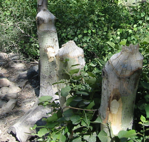 Beavers cut trees on road shoulder