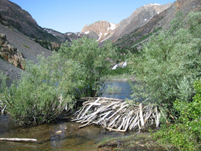 Beaver dam