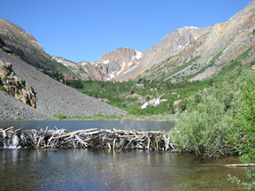 Lake above beaver dam