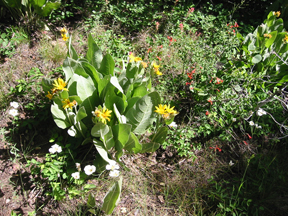 Wild flowers on trail