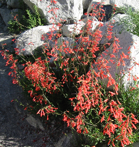 Flowers on Big Pine Creek trail