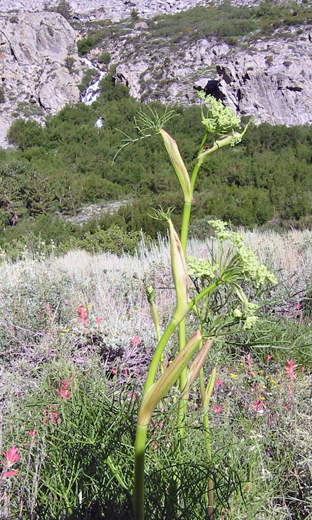Flowers at second falls