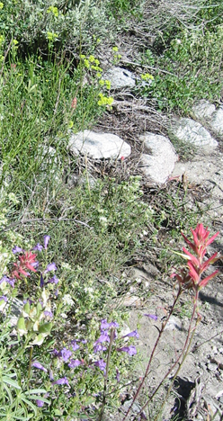 More flowers
