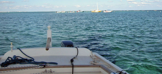 Sea turtle area