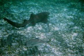 Nurse shark