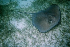 Southern stingray