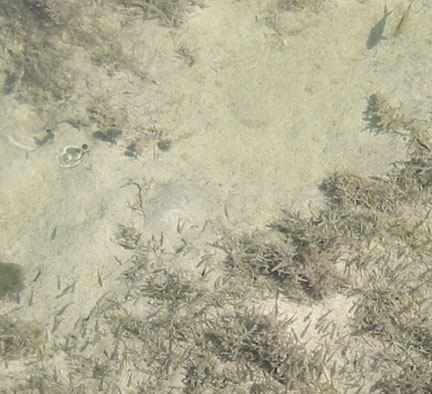 Fish north of peer