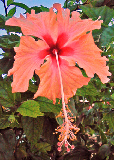Flower