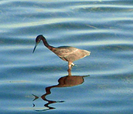 Water bird