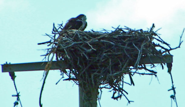 Osprey