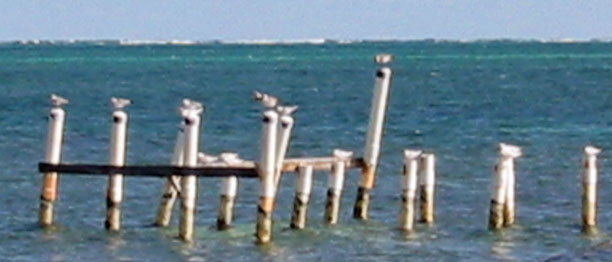 Gulls indicate wind direction