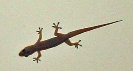 Gecko