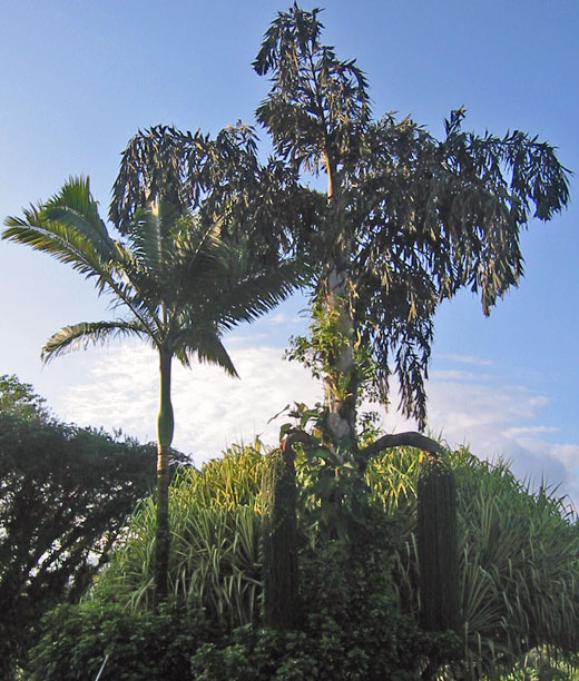 Tree