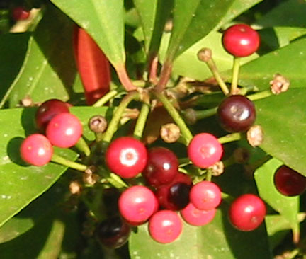 Berries