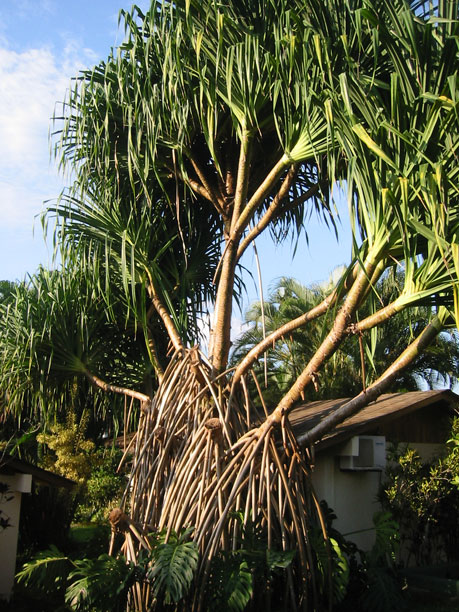 Tree roots