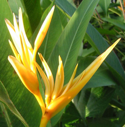 Yellow flower