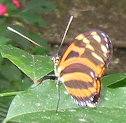 Flutterby