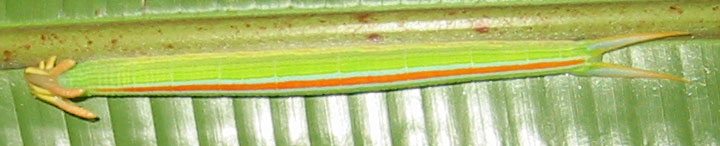 Catapiller