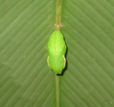 Cocoon