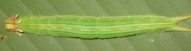 Catapilar
