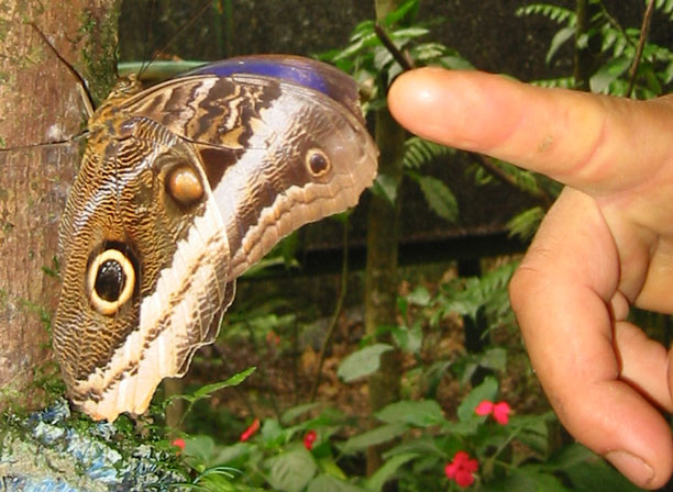 Flutterby