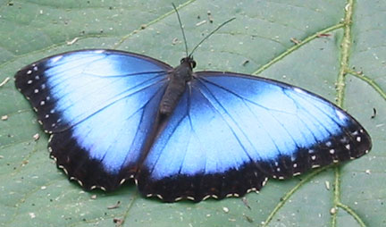 Flutterby drying
