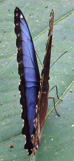 Flutterby both sides of wings