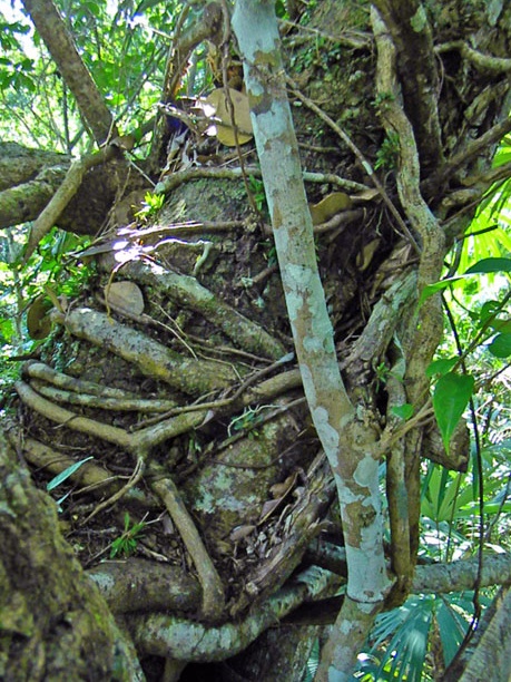 Tree vines
