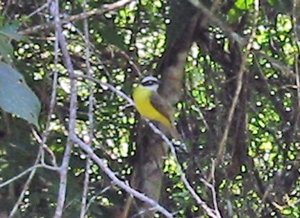 Bird