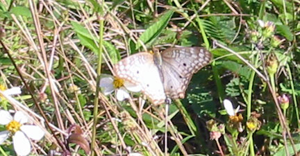 White butterfly