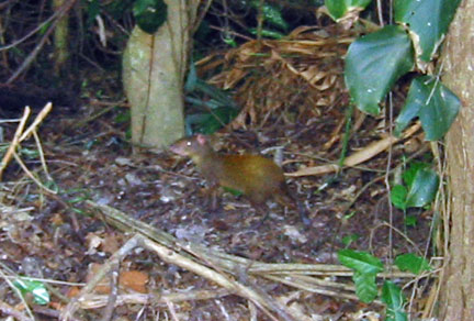 Agouti