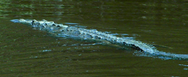 Crock close-up