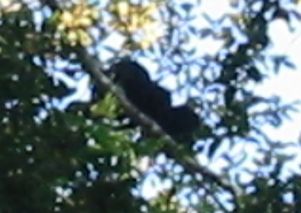 Howler monkey