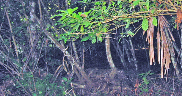 Wild boar