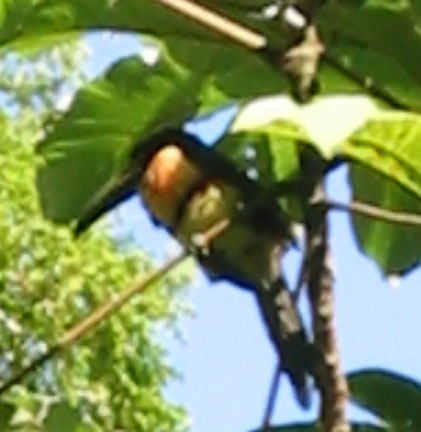 Bird