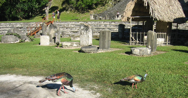 Turkeys