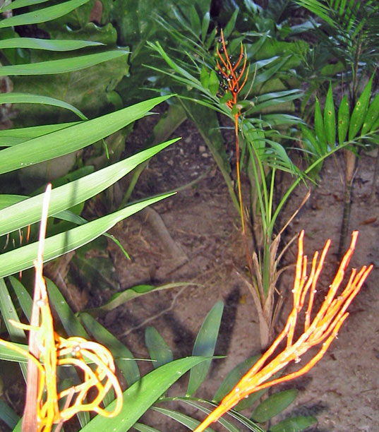 Odd flowers