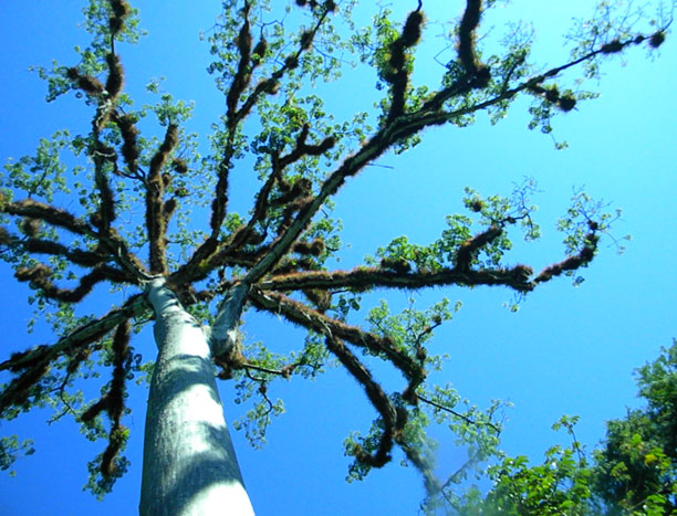 Aswome tree