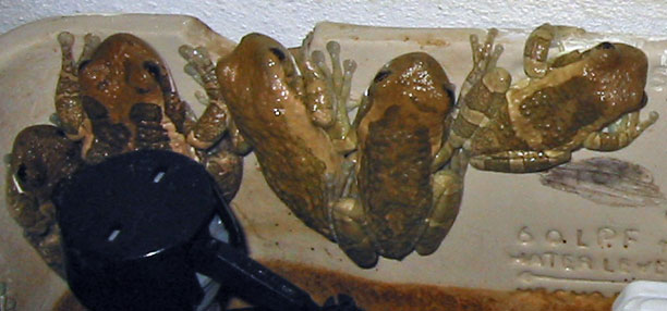 Frogs in toilet tank