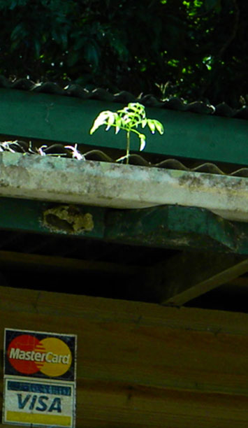 Tree in rain gutter