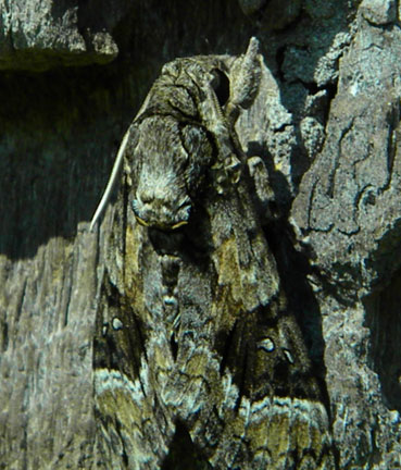 Camoflaged moth