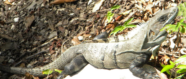 Mel noticed a ball of flies and suspected an iguana beneath it